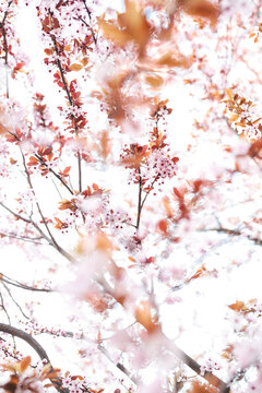 Close up of apple tree blossom during spring time