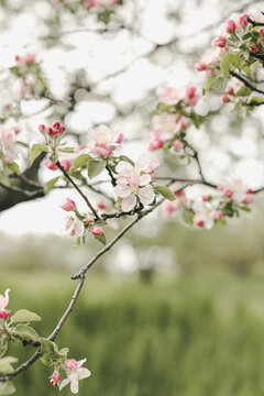 Close up of blossoming branches of apple tree