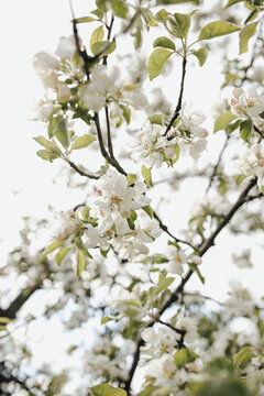 White Flowers Blooming On Apple Tree At Spring Garden