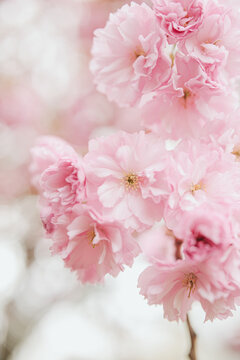 Sakura tree with tender pink flowers on branches