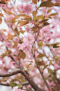 Pink blossoming on sakura tree during spring day
