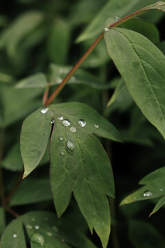Close up of green leaves with water drops after rain