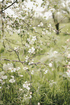 Apple tree with young leaves and blossoming