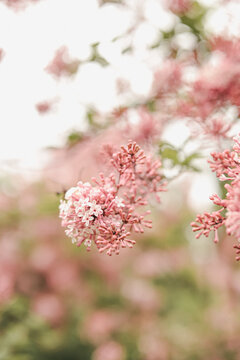 Spring lilac flowers blooming on branches in garden