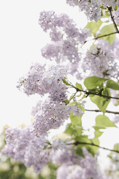 Blossoming bush branches with fresh purple lilac