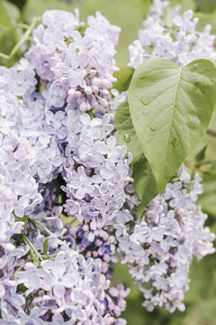 Spring lilac flowers blooming on bushes