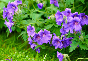 Purple hardy geranium flowers growing outside in a park. Bush of indigo or blue geraniums blooming...