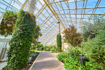 Large cement pillars of ivy in glass greenhouse along path and gardens