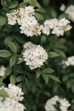Green bush with small white flowers