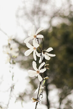 Blooming magnolia tree with tender white flowers