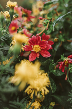 Waterdrops on red and yellow flowers of green bush