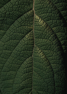Close up of fresh dark leaf with veins