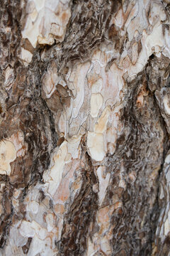 Natural pattern of dark texture bark on old tree
