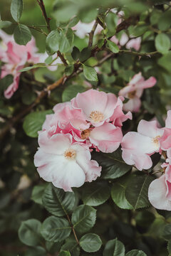 Aroma pink roses fully blooming on green bush