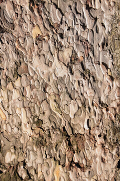 Close up texture of brown tree bark
