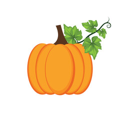orange pumpkin with stem and green leaves on a white background. autumn vegetable illustration