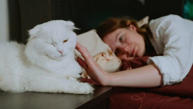 Pet is lying on bedside table and resting at night. Cat with fluffy soft fur, long whiskers and bent ears sits and woman strokes him. Girl goes to sleep. Soft focus is on animal, then on person