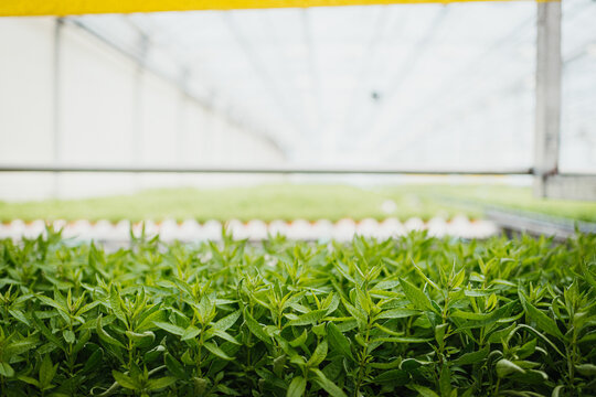 Daylighting Process In A Plant Factory