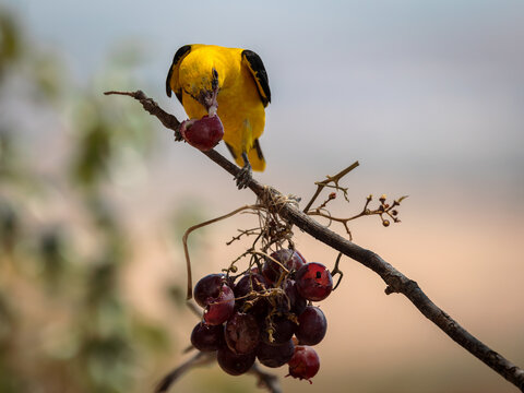 Eurasian golden oriole (Oriolus oriolus). Bird eating grapes.
