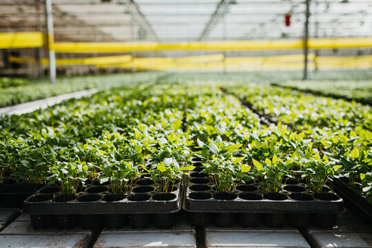 Daylighting process in a plant factory