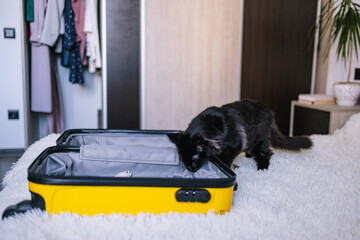 Cute maine coot exploring new suitcase