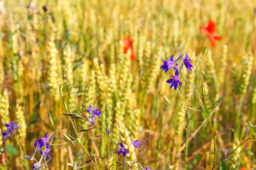 Golden, ripe wheat, rye field. an image of a yellow ear of corn waiting to be picked. Red poppies and other pests flowers between ears of wheat. Selective focus, blur. The concept of a good harvest.