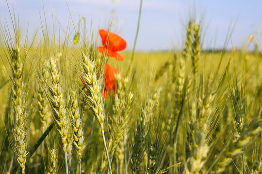 Golden, ripe wheat, rye field. an image of a yellow ear of corn waiting to be picked. Red poppies and other pests flowers between ears of wheat. Selective focus, blur. The concept of a good harvest.