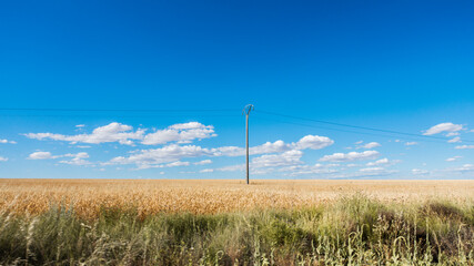 Fototapeta na wymiar landscape showing a cereal field and an electric tower with bluish sky and copy space