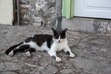 Black and white cat lying on street slabs closeup