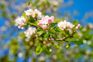 Low angle view of white blossoms growing on an apple tree stem and blossoming with blurred bokeh background. Group of delicate fresh spring plants flowering in an orchard isolated on a blue sky
