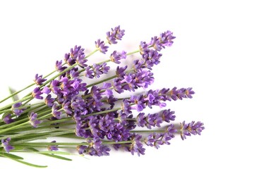 Blooming lavender. - 518385176