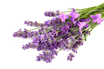 Blooming lavender. - 518385191