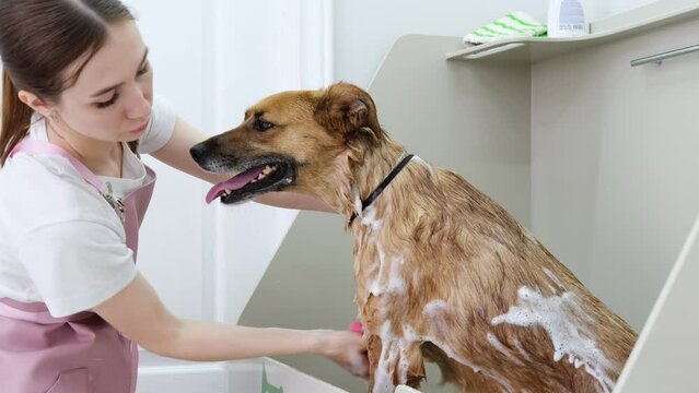 Young female groomer washing a mongrel stray brown dog in a grooming salon in shower