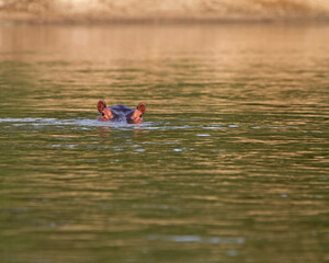 Hippopotamus Swimming