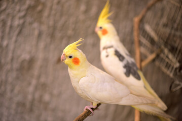 small wild bird cockatiel with yellow feathers on the head, macro photography with blur