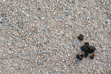 Animal droppings on a gravel walkway