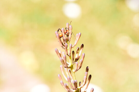 small insect perched on garden plant, macro photography with blurred background