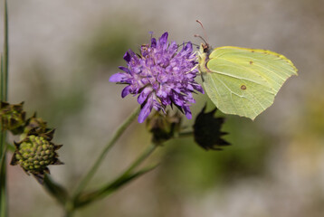 Zitronenfalter auf lila Blüte