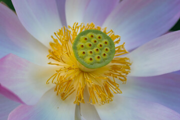 Lotus flower in Boboli botanical garden, Florence 