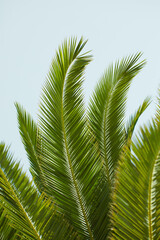 A big Sago Palm plant growing outdoors with a blue sky background. Closeup detail of the pattern of lush green leaves outdoors on a summer day. Cycas Revoluta tree in nature or forest in spring