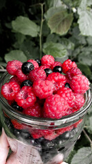 raspberries and blackberries