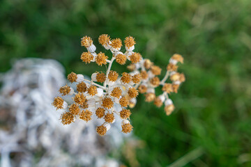 Selective focus on yellow flowering costmary started to dry. Tanacetum, a medicinal plant in the garden. Noisy effect and grainy texture.