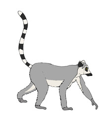 Lemur - Katta