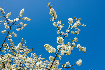 White cherry blossom flowers growing on a green branch in a home garden and isolated against blue sky with copy space. Texture detail and bunch of blossoming plants on sweet fruit tree in backyard