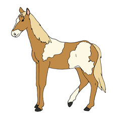 Pferd - gefleckter Mustang