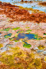 Yellowstone detail of colorful pools of water