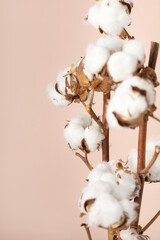 Minimalistic bouquet of cotton in a vase on a delicate pink background