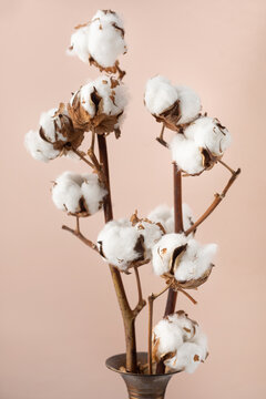 Minimalistic bouquet of cotton in a vase on a delicate pink background