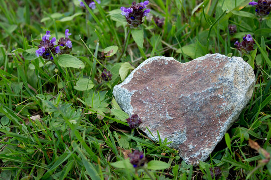 Stone In The Shape Of A Heart Laying On The Grass In Norwegian Forest,heart Made By Nature,love,wedding And Valentine Concept,stone Funeral Heart.