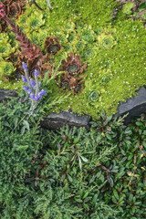 Juniper, aye-green or, Sempervivum succulent plants for background
